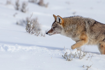 Naklejka na meble coyote in snow