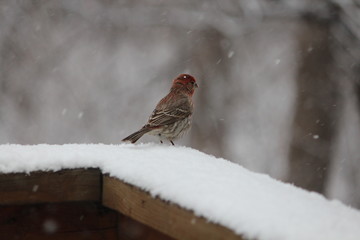 Wall Mural - House Finch