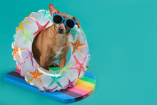 Dog Sitting On A Swimming Board, With An Inflatable Circle Around His Neck, On A Turquoise Background, Concept Of Sport