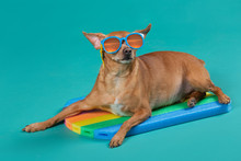A Small Dog In Sunglasses, Lying On A Swimming Board, With Glasses Reflecting The Sunset, The Concept Of Vacation