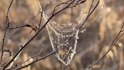 Unrecognizable people on the sidewalWater drops on the spiders web close up.k. Evening n Warsaw.