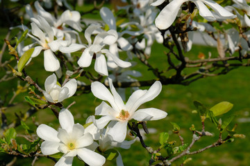 Wall Mural - white magnolia flowers