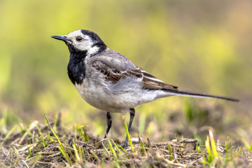 Canvas Print - White wagtail in field