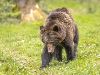 Poster - Moving European brown bear