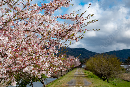 堤防沿いの道を背景に満開の桜が美しい Buy This Stock Photo And Explore Similar Images At Adobe Stock Adobe Stock 堤防沿いの道を背景に満開の桜が美しい Buy This Stock Photo And Explore Similar Images At Adobe Stock Adobe Stock