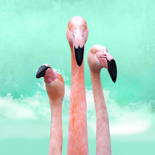 Funny, Bright Pink Flamingos In Front Of Turquoise Cloud Sky, Can Be Used As Background