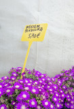 Fototapeta  - Succulent purple flowers Messem Pendulina