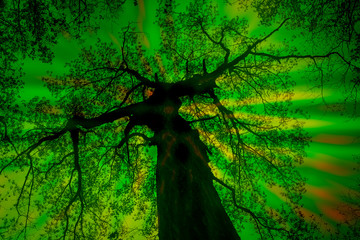 A psychedelic photo manipulation of a forest canopy during springtime.