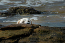 A Golden Retriever Dog Playing On The Sea Foreshore Peeking Over Some Rocks