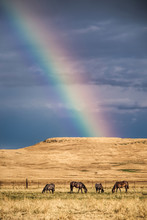 A Group Of Horses In A Pasture Under A Rainbow After A Storm In Northern California.