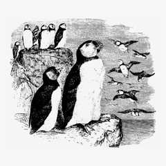 Poster - Vintage penguins illustration