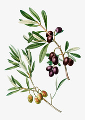 Sticker - Olive tree branch