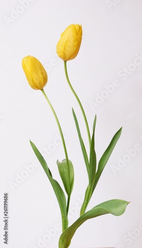 黄色いチューリップの花 白背景 Buy This Stock Photo And Explore Similar Images At Adobe Stock Adobe Stock 黄色いチューリップの花 白背景 Buy This Stock Photo And Explore Similar Images At Adobe Stock Adobe Stock