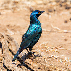 Sticker - Glossy Starling