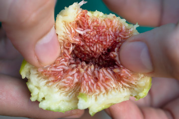 inside of a fig