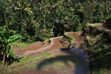 Wall Mural - rice terraces, Bali, Indonesia