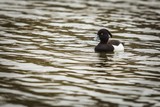 Fototapeta Morze - Wild black and white bird, tufted duck, a male with grey beak and yellow eye floating on dark water with wavelets