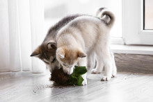 Naughty Husky Puppies Chewing Houseplant At Home