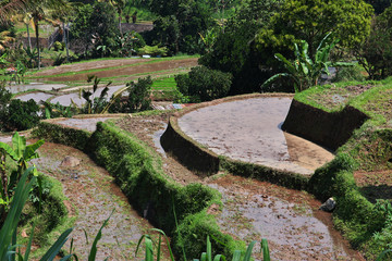 Canvas Print - rice terraces, Indonesia