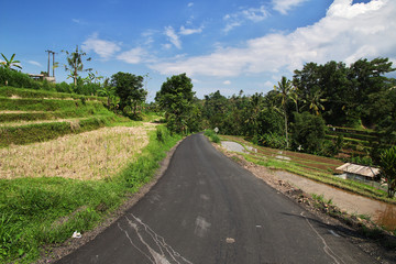 Sticker - rice terraces, Indonesia