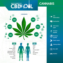 Cannabis Benefits For Health Vector Illustration.