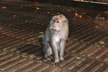 Monkey, Bali, Indonesia