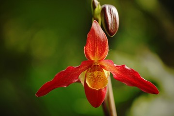 Beautiful orchid flower grow in tropical garden with natural background, wallpaper natural closeup macro, postcard beauty and agriculture idea concept floral design, beautiful flower bloom