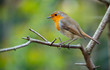 Red Robin (Erithacus rubecula) bird close up in a forest