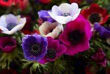 Springtime Beautiful Anemone Coronaria Flowers In Violet, Blue, White Colors.