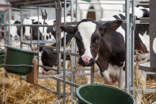 Fotografía Kälberaufzucht - AGRARMOTIVE Bilder aus der Landwirtschaft