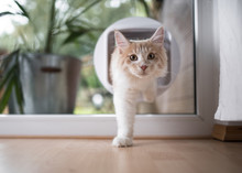 Cream Tabby Maine Coon Cat Passing Through Cat Flap In The Window