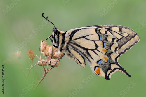Farfalla Macaone Sotto La Pioggia Papilio Machaon Buy This Stock Photo And Explore Similar Images At Adobe Stock Adobe Stock