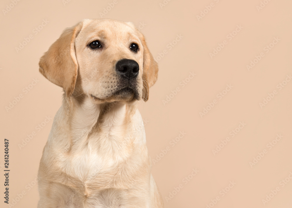 Pretty labrador retriever puppy portrait glancing away on a creme colored background - obrazy, fototapety, plakaty 