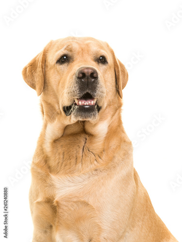 blond labrador
