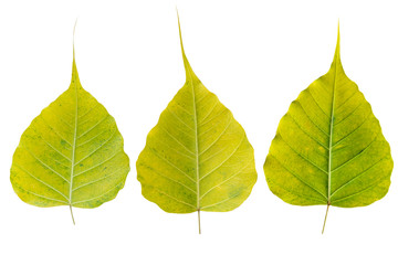 Blurred for Background.Sacred fig leaf (Bo Tree,Ficus religiosa L., Bohhi Tree , Pipal Tree) on white background.Clipping Path.