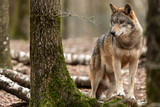 Fototapeta  - Grey wolf in the forest