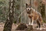 Fototapeta  - Grey wolf in the forest