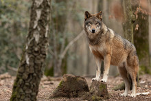 Grey Wolf In The Forest