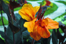 Canna Flower Also Called Canna Lily In The Garden - Variety Called Canna Hortensis