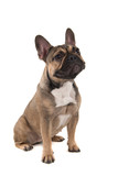 Fototapeta Zwierzęta - Sitting french bulldog looking away isolated on a white background in a vertical image with mouth closed
