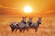 African zebras at sunset in the Serengeti National Park. Tanzania. Wild nature of Africa.