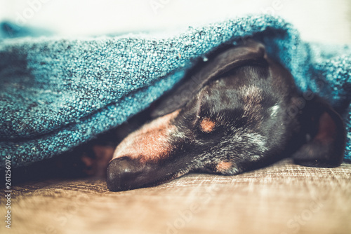 spanie-psa-jamnika-pod-blanke