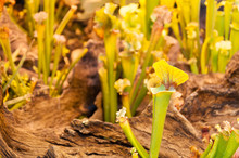 Carnivorous Plants Leaves Background, Sarracenia Flava