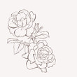 Sketch Floral Botany Collection. Rose flower drawings. Black and white with line art on white backgrounds. Hand Drawn Botanical Illustrations