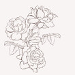 Sketch Floral Botany Collection. Rose flower drawings. Black and white with line art on white backgrounds. Hand Drawn Botanical Illustrations.