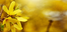 Close Up Of Forsythia Flowers In Full Bloom.Spring Background.