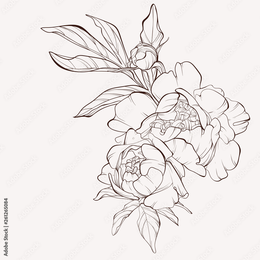 Peony flower and leaves drawing. Vector hand drawn engraved floral card. Botanical rose, branch and berry Black ink sketch. Great for tattoo, invitations, greeting cards, decor . - obrazy, fototapety, plakaty 