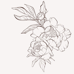 Peony flower and leaves drawing. Vector hand drawn engraved floral card. Botanical rose, branch and berry Black ink sketch. Great for tattoo, invitations, greeting cards, decor .