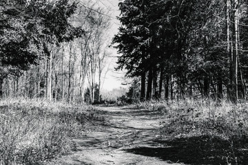  Path in woods, buckinghamshire, england