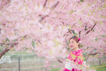 Wall Mural - Asian woman wearing kimono with cherry blossoms,sakura in Japan.